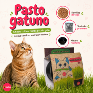 Pasto gatuno