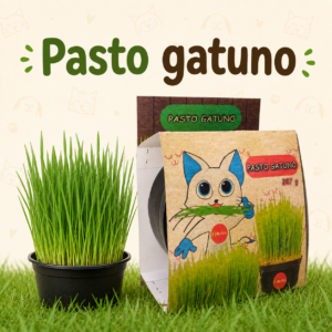 Pasto Gatuno